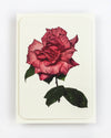 English Garden Roses Notecards - Set of 6