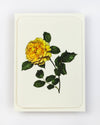 English Garden Roses Notecards - Set of 6