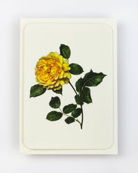 English Garden Roses Notecards - Set of 6