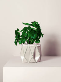 11cm Self-Watering Pot - Ivory White
