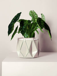 11cm Self-Watering Pot - Ivory White
