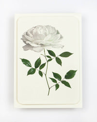 English Garden Roses Notecards - Set of 6