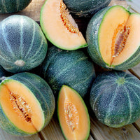 Piccolo- Cantaloupe Melon 10 seeds (Petit Gris de Rennes)