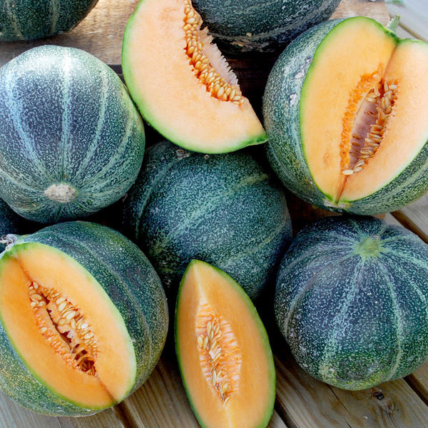 Piccolo- Cantaloupe Melon 10 seeds (Petit Gris de Rennes)