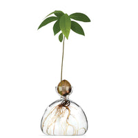 Avocado Vase - Clear