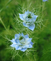 Nigella ‘Miss Jekyll’ Seeds