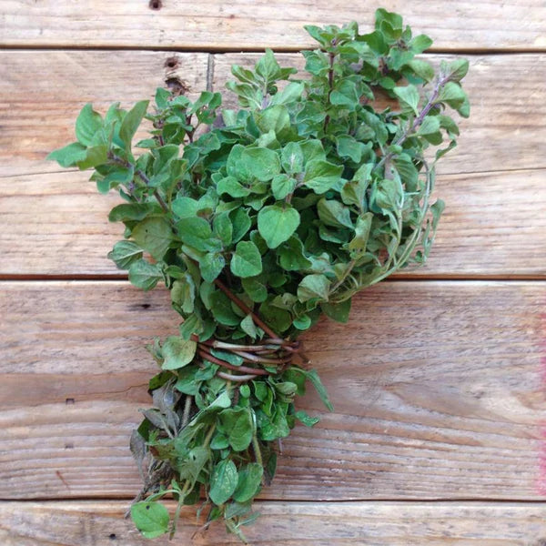 Piccolo- Greek Oregano 800 seeds (Origanum Vulgare )