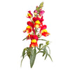 Piccolo- Brighton Rock Dragon 1500 seeds (Antirrhinum Majus)