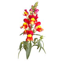 Piccolo- Brighton Rock Dragon 1500 seeds (Antirrhinum Majus)