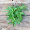 Piccolo- Mrs Burns Lemon Basil 60 seeds (Ocimum basilicum)